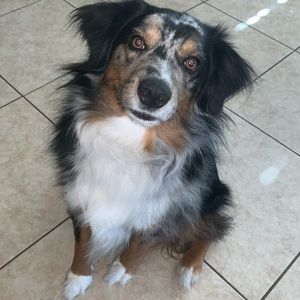 Meet your Posher, Holly